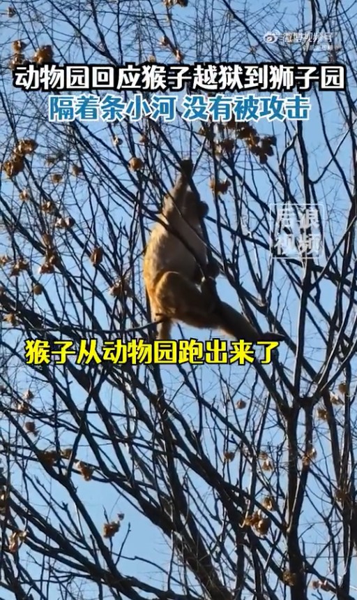 動物園猴子打架輸了逃到獅子園 負(fù)責(zé)人透露詳情