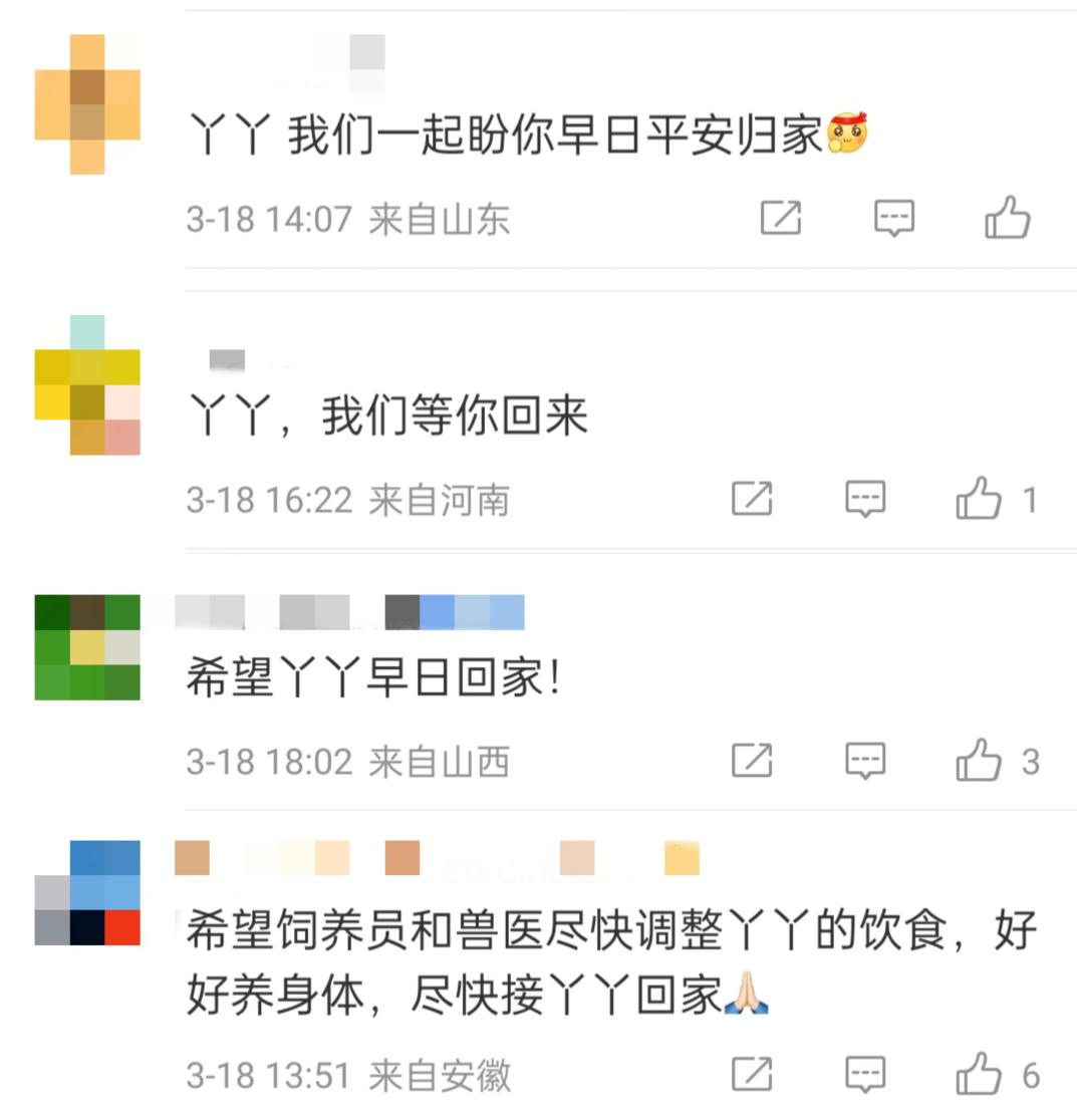 大熊貓“丫丫”回國(guó)流程走到哪一步了？最新回應(yīng)